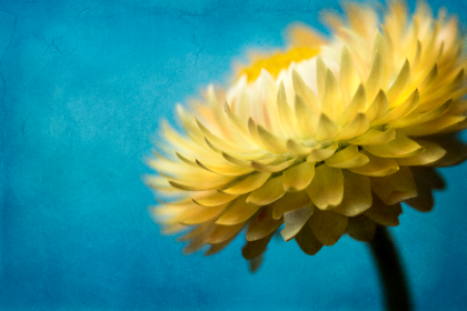 华人娱乐在线：连接海内外华人的娱乐新天地