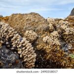 38度直播账号:开启高温下的互动新纪元 92lt63fc