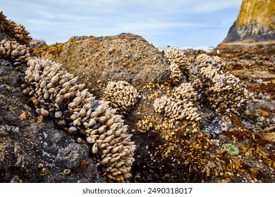 38度直播账号:开启高温下的互动新纪元 38度直播账号:开启高温下的互动新纪元