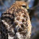 3a开奖结果与3d开奖结果最新查询及中奖号码公布 e3nzkd